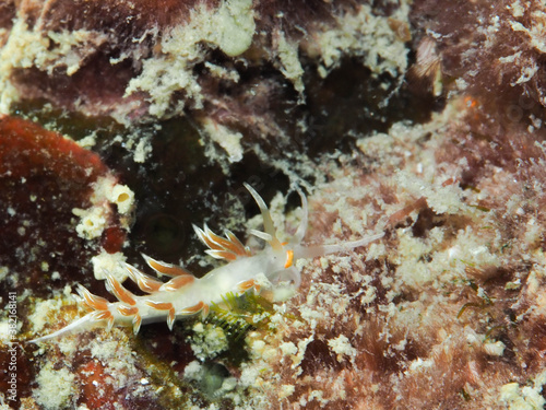 A nudibranch on the underwater coral