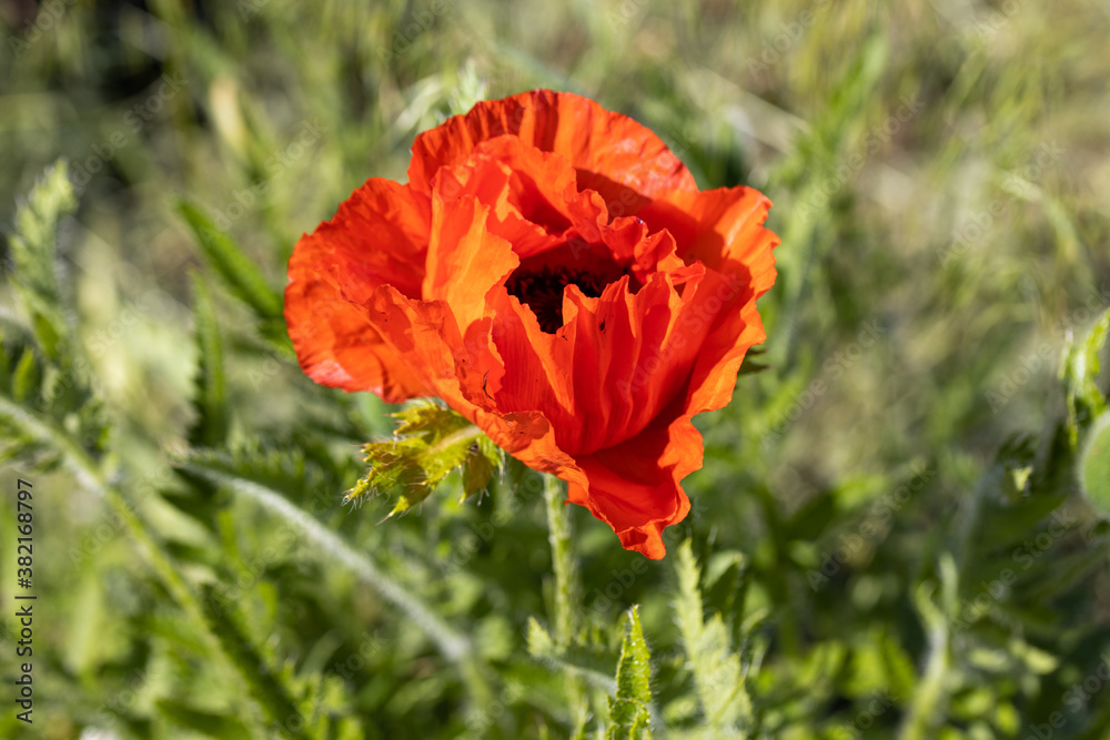 Red poppy flower. Sunny day, against a natural background. Red poppy flower. Sunny day, against a natural background.