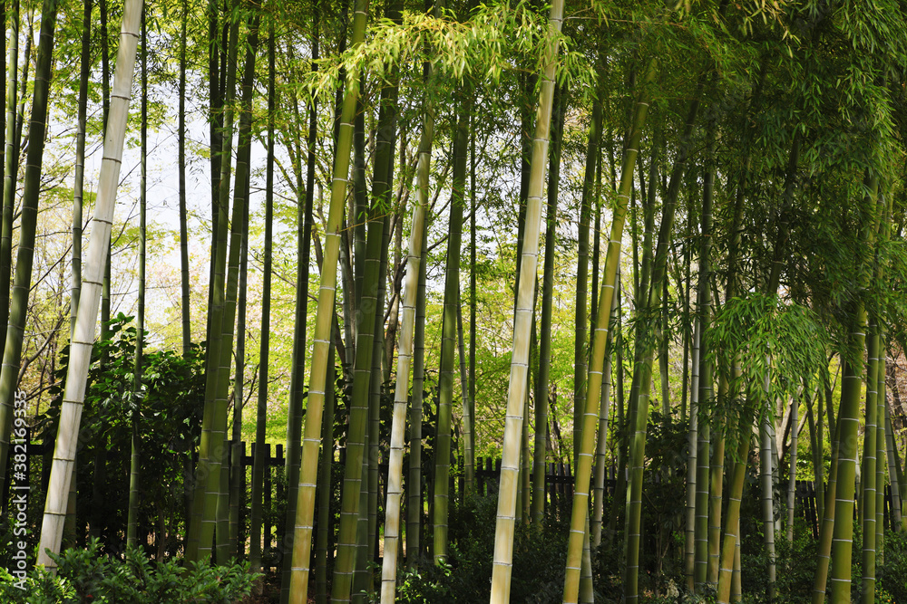 Obraz premium 竹林