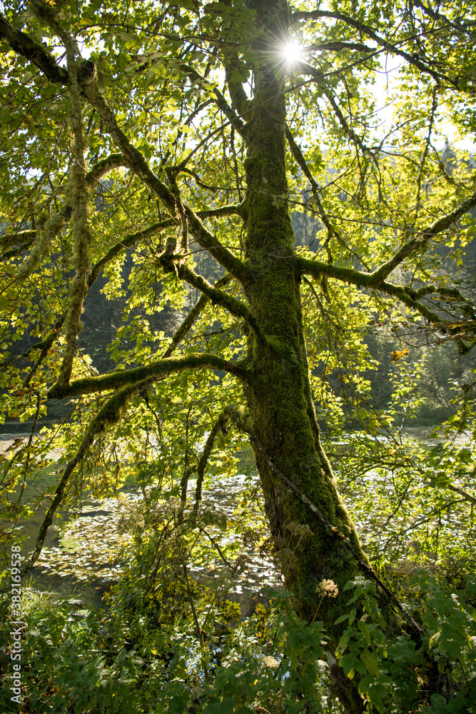 Herbstbaum