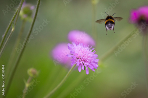 Hummel (Bomba) im Anflug auf Blüte, unscharfer Hintergrund, Sommer © NaturePix