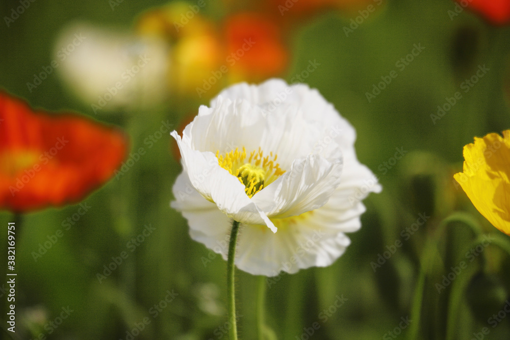 ポピーの花