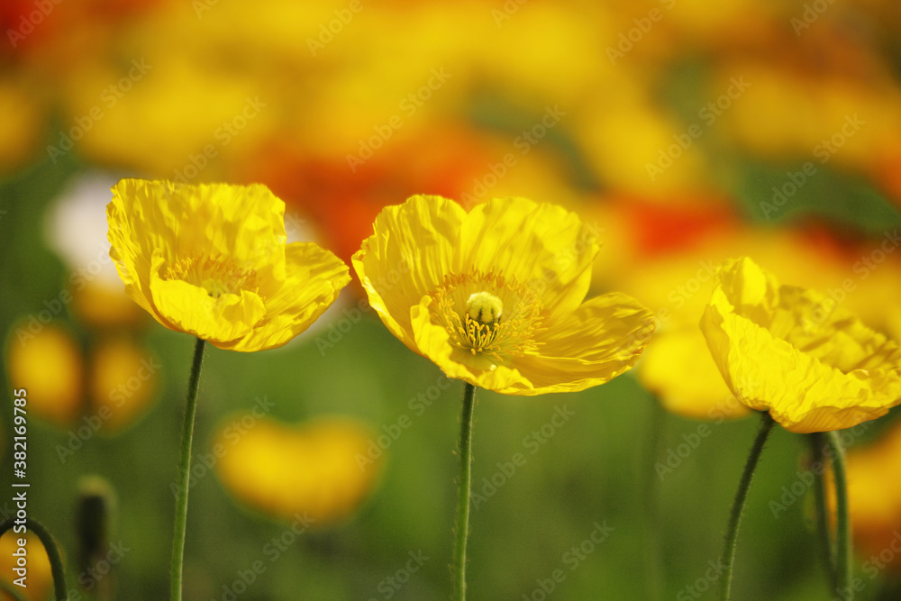 ポピーの花 ポピーの花