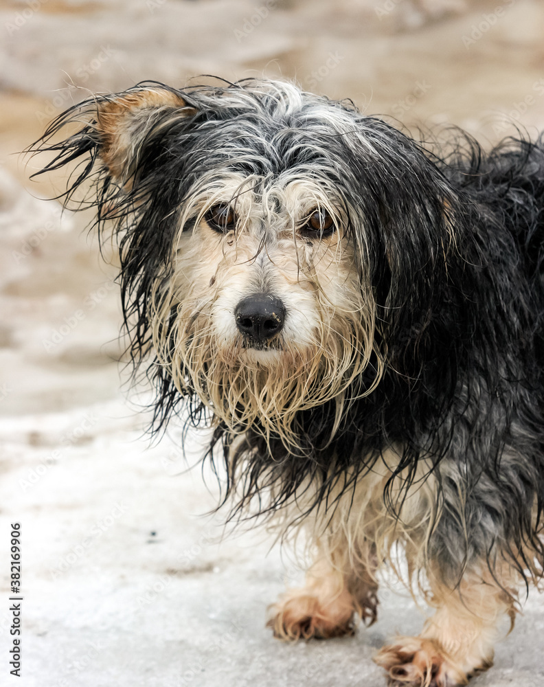 A dirty wet sad dog stands outside A dirty wet sad dog stands outside