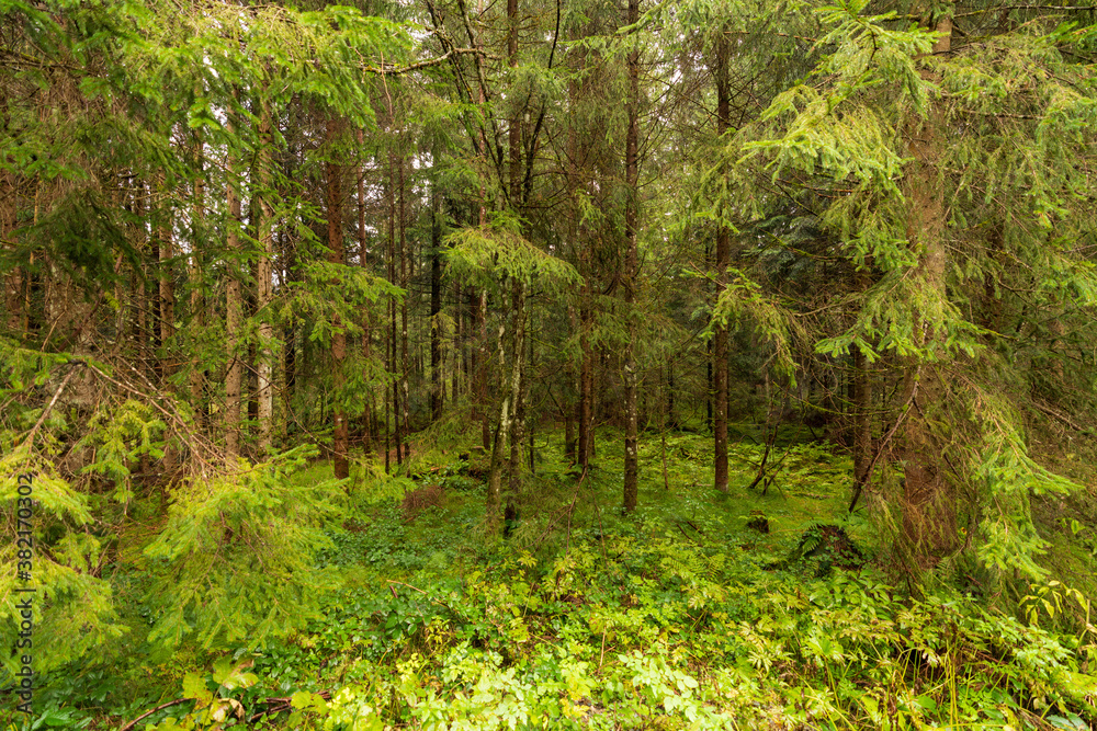 Obraz premium regennasser Wald