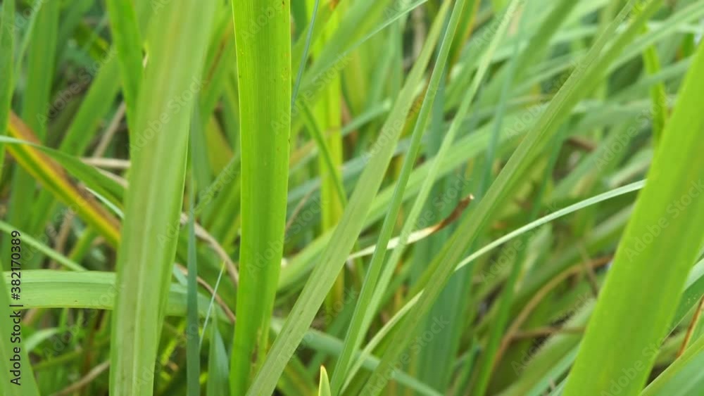 Grass Extreme close-up detail video (seamless loop)
Grass Extreme close-up detail video (seamless loop)