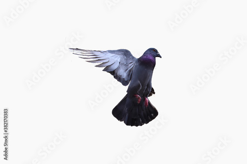 Image of a pigeons flying with white background