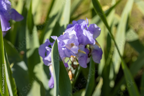 Purple iris flower. Sunny day  flower on a natural background.
