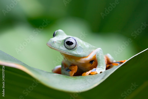 Beautiful Javan tree frog sitting on green leaves, Rhacophorus reinwardtii