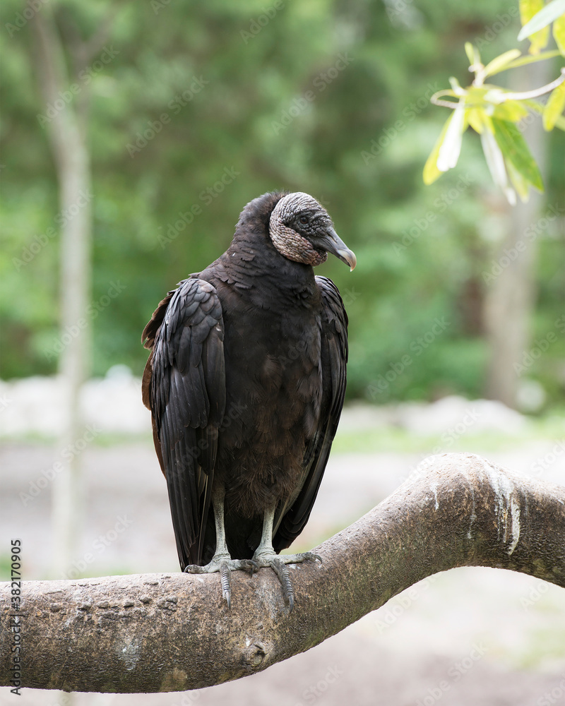 Fototapeta premium Black Vulture Stock Photos. Black Vulture close up perched on a branch with blur background displaying black feather plumage, wings, talons in its environment and habitat. Image. Picture. Portrait.