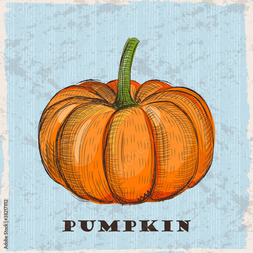 Pumpkin vector illustration in engraved vintage style