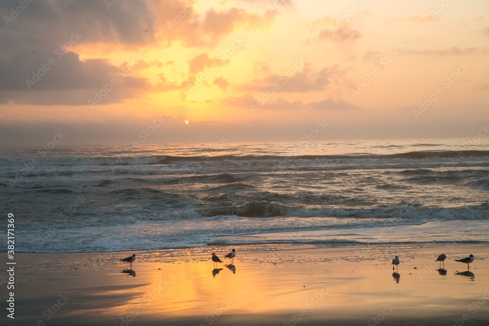 Sunrise with laughing gulls shilouetted on an orange wet sand beach at Fernandina on Amelia Island, Florida.