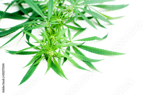 Branch of green marijuana on light surface, soft selective focus