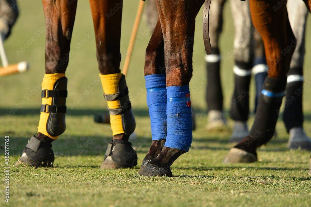 Φωτογραφία detail of the legs of some polo horses