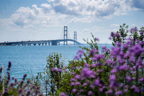 Shot of Mackinac Bridge through purple flowers on summer day in Michigan