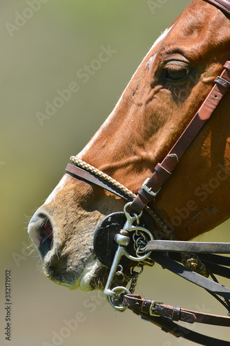 Close up shoot of a head of a horse