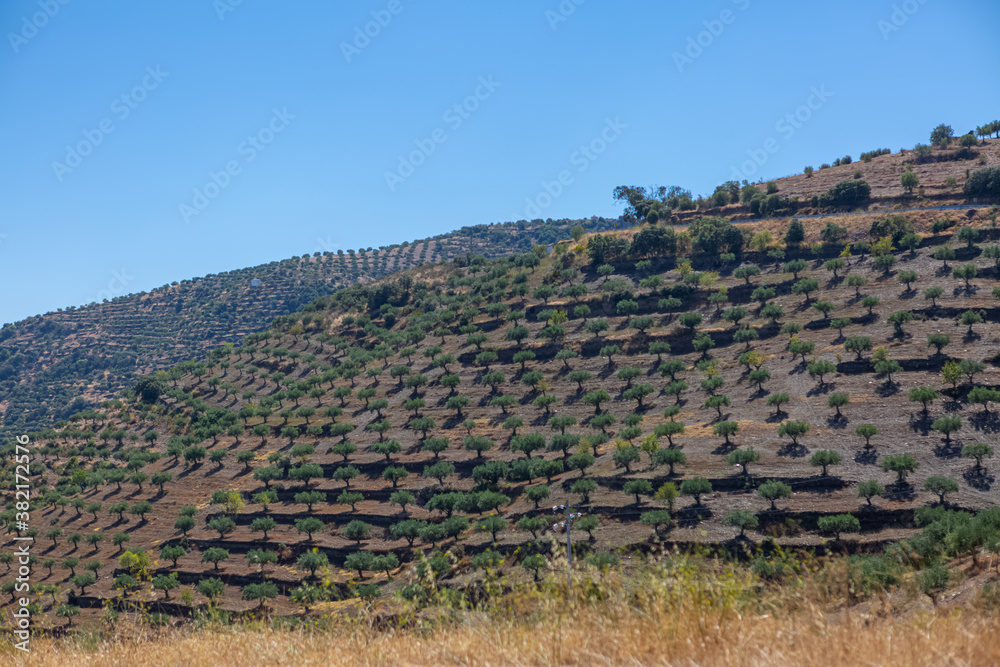 View at the typical landscape of the highlands in the north of Portugal, levels for agriculture of olive tree groves