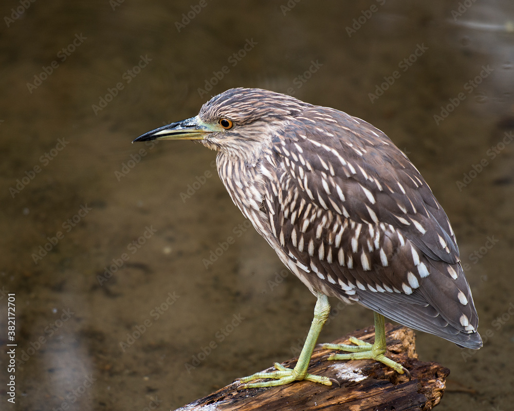 Obraz premium Black crowned Night-heron stock photos. Image. Picture. Portrait. Juvenile bird. Perched on branch by the water. Looking to the left side.