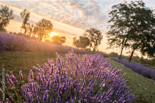 Beautiful sunrise in lavender fields in Michigan