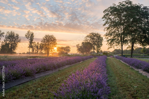 Lavender fields in Michigan during sunrise 