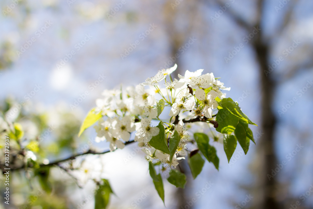 White flowers of Bradford Pear during springtime White flowers of Bradford Pear during springtime