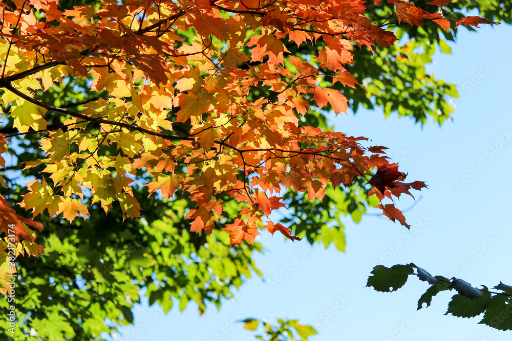Close-up of changing leaves in early Autumn Close-up of changing leaves in early Autumn
