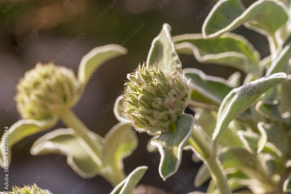 The plant (Phlomis fruticosa) close-up