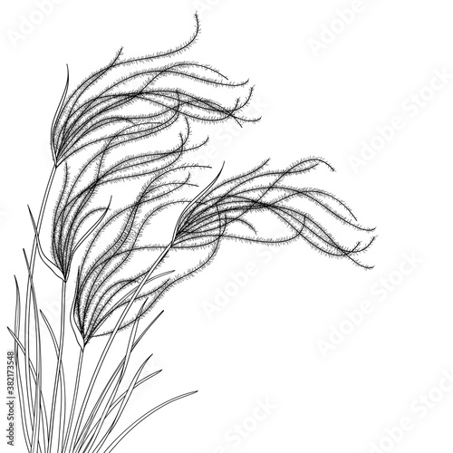 Corner bouquet of outline Stipa or steppe Feather grass with leaf in black isolated on white background. 