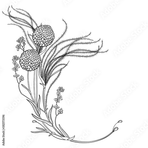 Corner bouquet of outline Stipa or Feather grass and craspedia balls in black isolated on white background. 