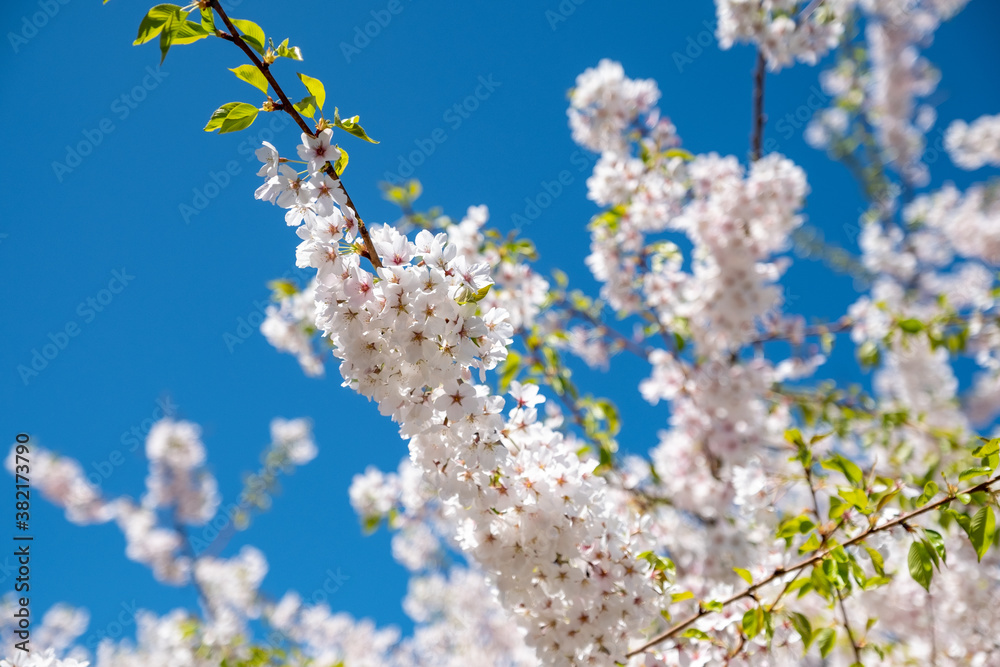 Tree with white flowers blooming in springtime Tree with white flowers blooming in springtime