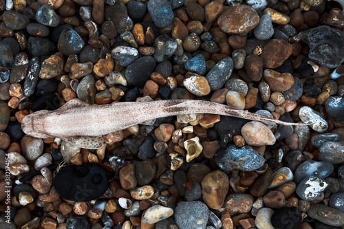 Dead Small-spotted Catshark photo