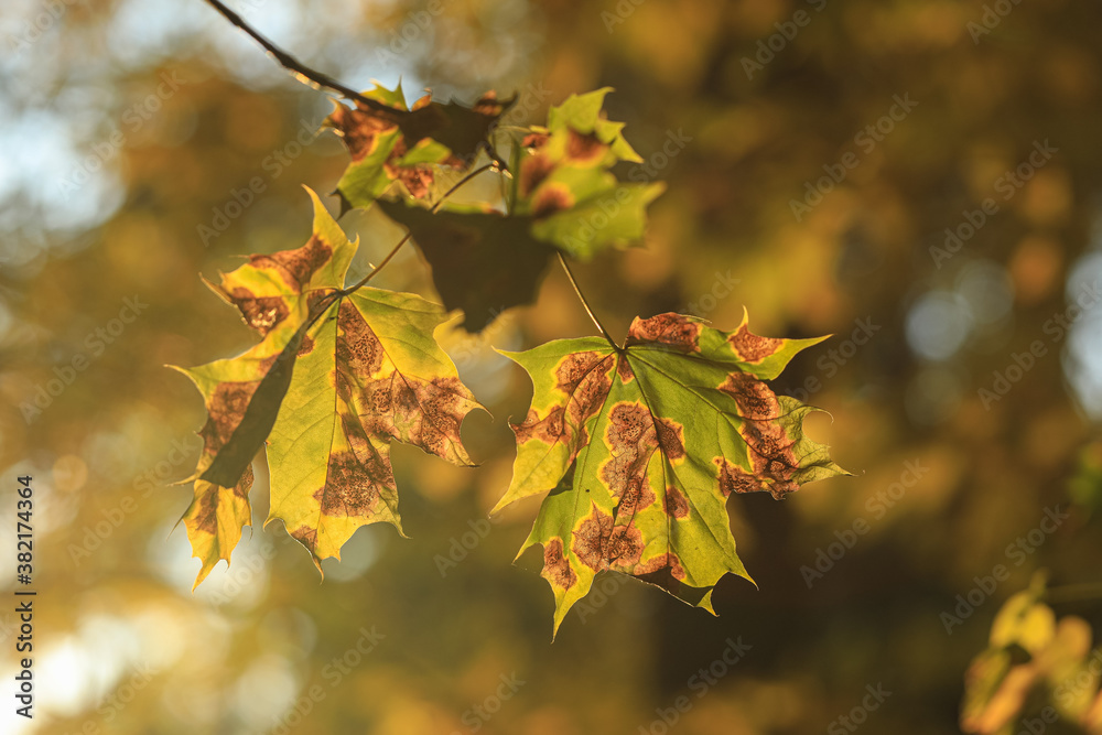 Fototapeta premium autumn maple leaves in the park
