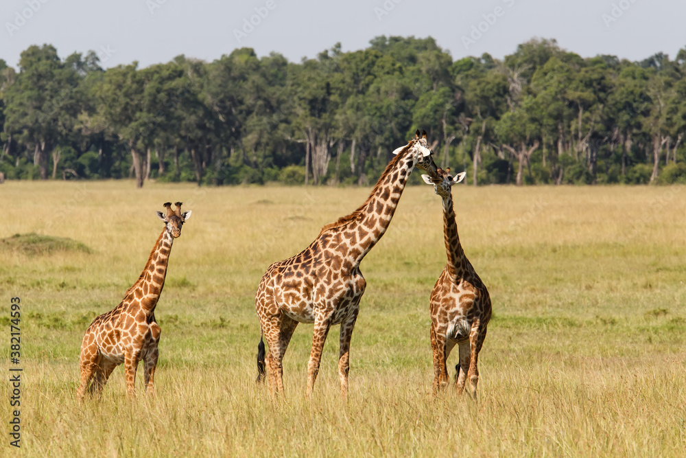 Obraz premium Giraffe family walking on the plains of the Masai Mara National Park in Kenya