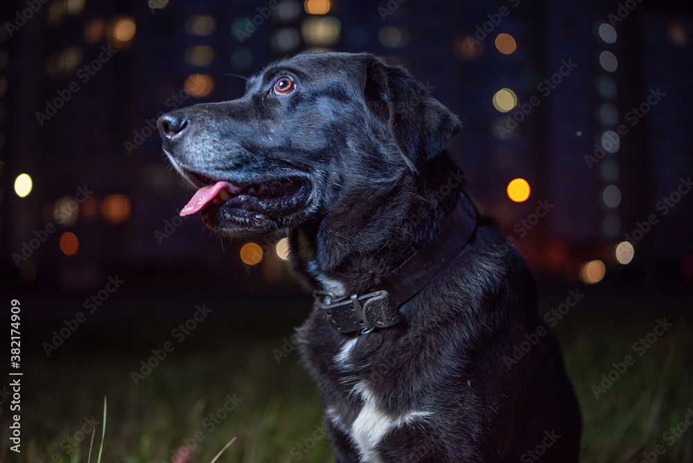 Black Labrador in the park at night, in the distance a residential multi-storey building with luminous windows. Black Labrador in the park at night, in the distance a residential multi-storey building with luminous windows.