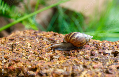 snail was crawling forward on the red rock.
