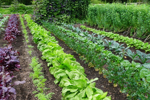 A row of organic vegetable garden under the sun photo