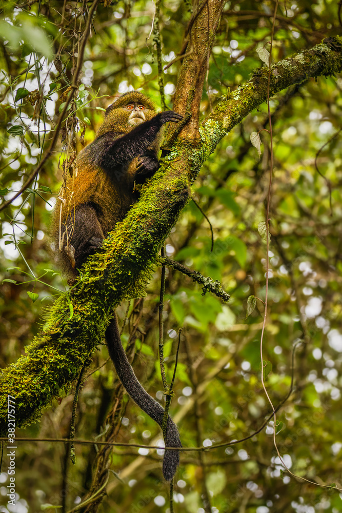 Wild and very rare golden monkey ( Cercopithecus kandti) in the rainforest. Unique and endangered animal close up in nature habitat.	
