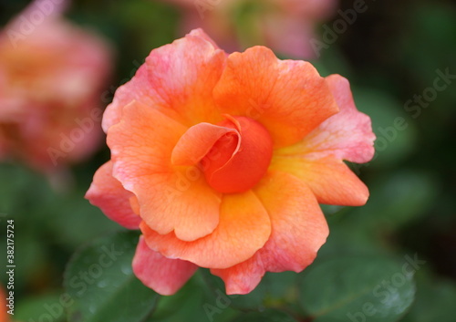 A partial bloom of an orange and pink color of Floribunda Rose 'Harpageant'