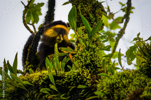 Wild and very rare golden monkey ( Cercopithecus kandti) in the rainforest. Unique and endangered animal close up in nature habitat. photo