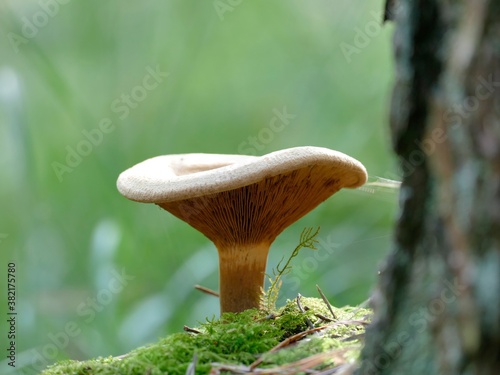 Kahler Krempling direkt neben einer großen Kiefer