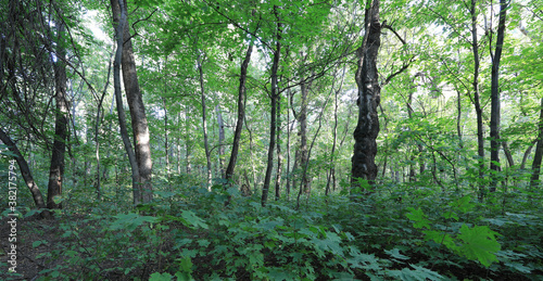 impenetrable green forest with trees