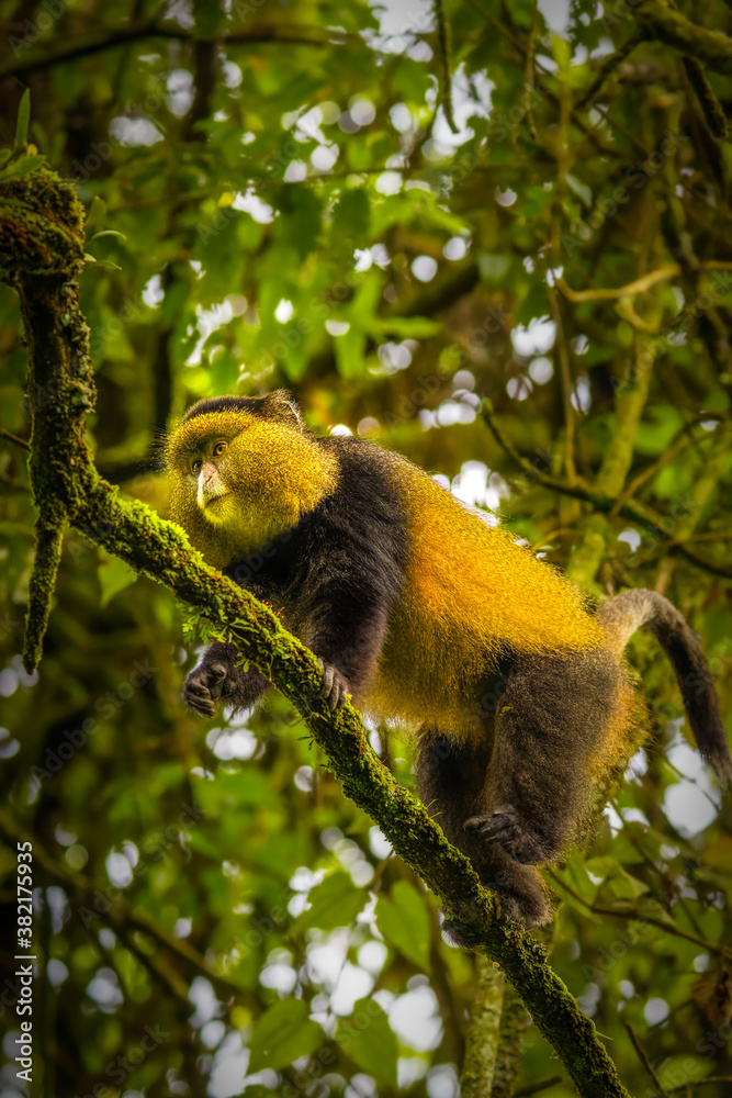 Fototapeta premium Wild and very rare golden monkey ( Cercopithecus kandti) in the rainforest. Unique and endangered animal close up in nature habitat.
