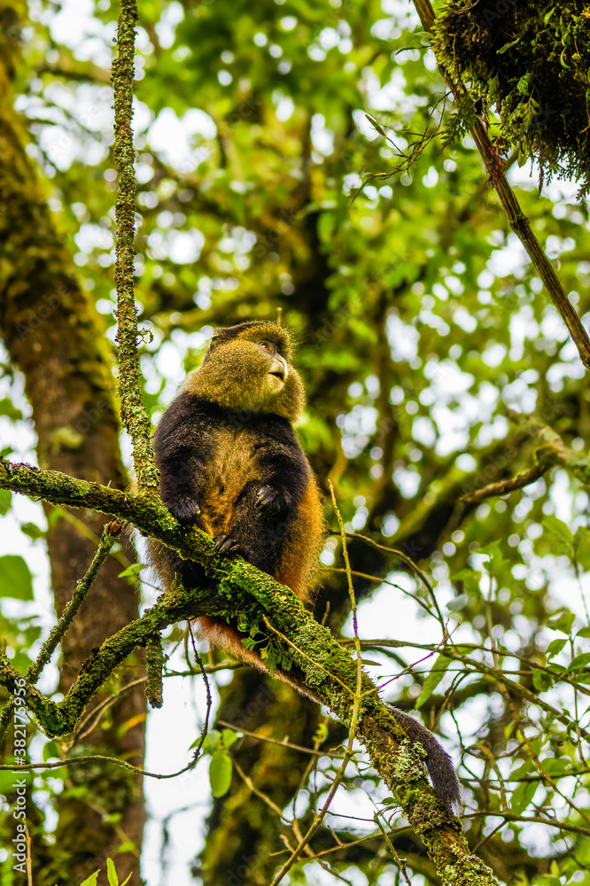 Wild and very rare golden monkey ( Cercopithecus kandti) in the rainforest. Unique and endangered animal close up in nature habitat.	
