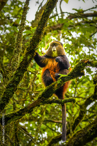 Wild and very rare golden monkey ( Cercopithecus kandti) in the rainforest. Unique and endangered animal close up in nature habitat.	
