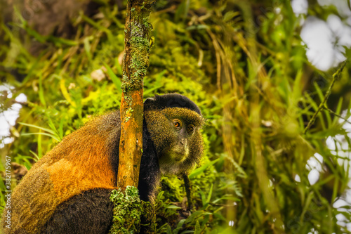 Wild and very rare golden monkey ( Cercopithecus kandti) in the rainforest. Unique and endangered animal close up in nature habitat.	
 photo