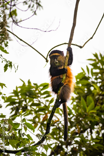 Wild and very rare golden monkey ( Cercopithecus kandti) in the rainforest. Unique and endangered animal close up in nature habitat, Mgahinga Gorilla National Park, Uganda.	
 photo