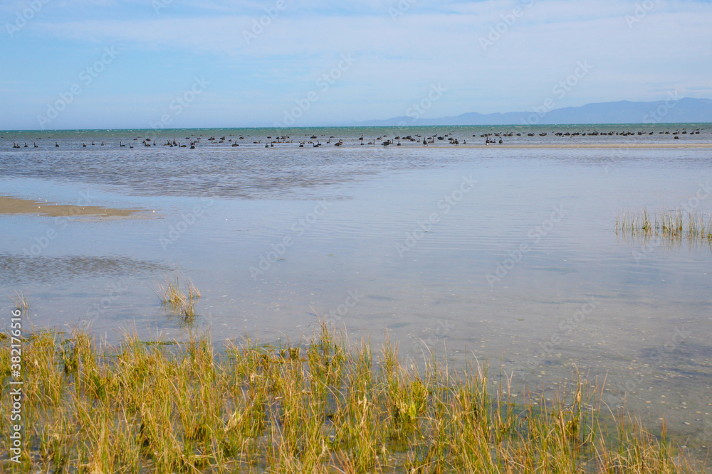 A Flock of Black Swans in Farewell Spit, South Island, New Zealand