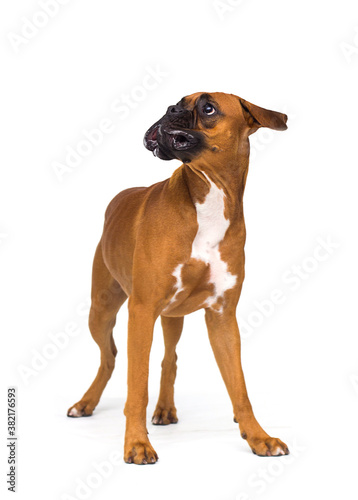 funny expression of dog muzzle on white background © Happy monkey