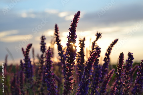 meadow flowers at sunrise © Вадим Гусев