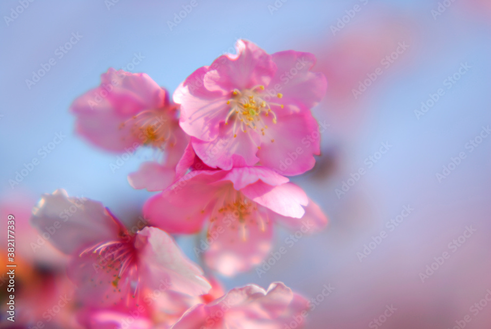 桜 桜